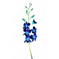 Dendrobium Tinted - Caesar Blue